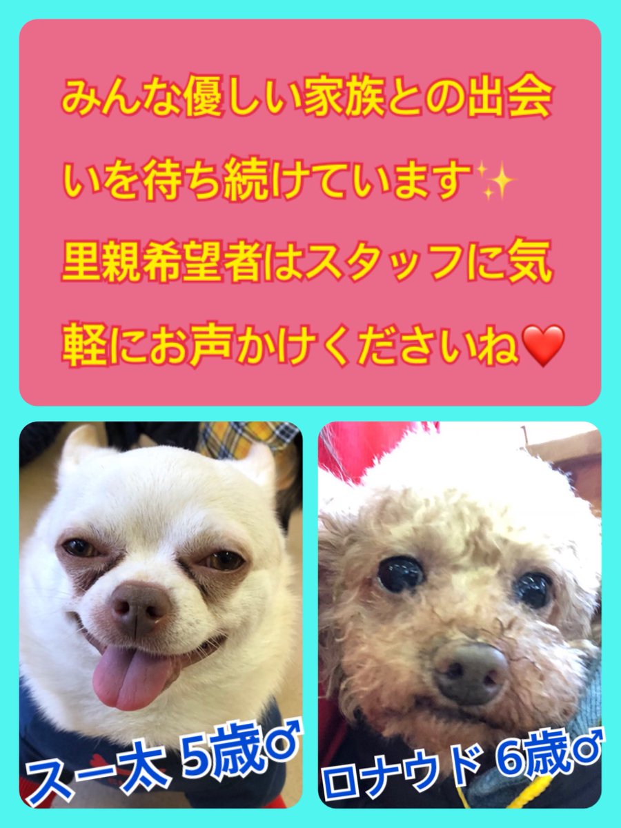 🐾今日の里親様募集中ワンコ🐶メンバーです🐾2019,2,27